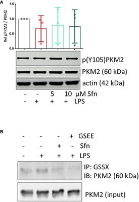 Corrigendum: Sulforaphane diminishes moonlighting of pyruvate kinase M2 and interleukin 1β expression in M1 (LPS) macrophages